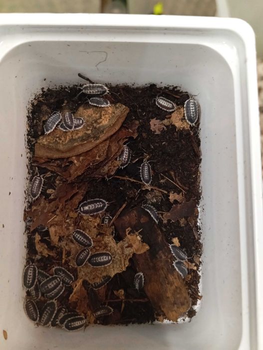 Isopody Porcellio flavomarginatus 10 szt ekipa sprzątająca