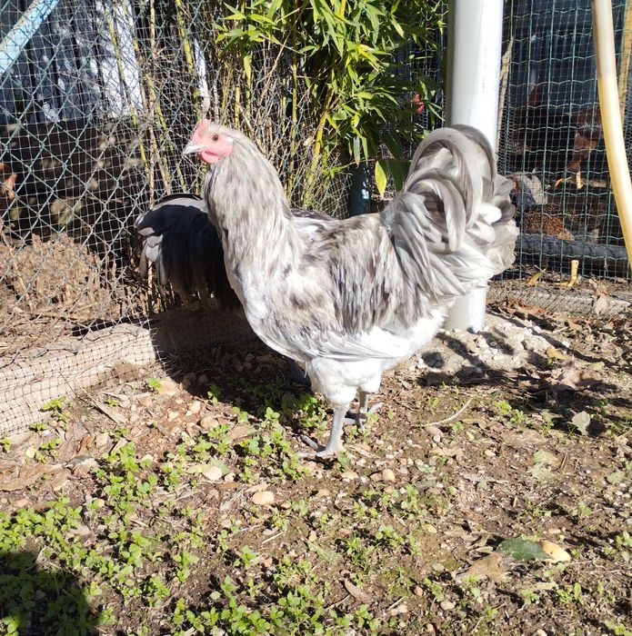 Austrolop azul e Splash machos