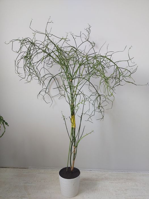 Доросла квітка - молочай тирукаллі