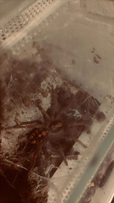 Ptaszniki - mała kolekcja