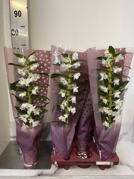 Гаультерія,азалія,шефлера,кипарис,дендр,каланхоє,спатифілум,ялинка