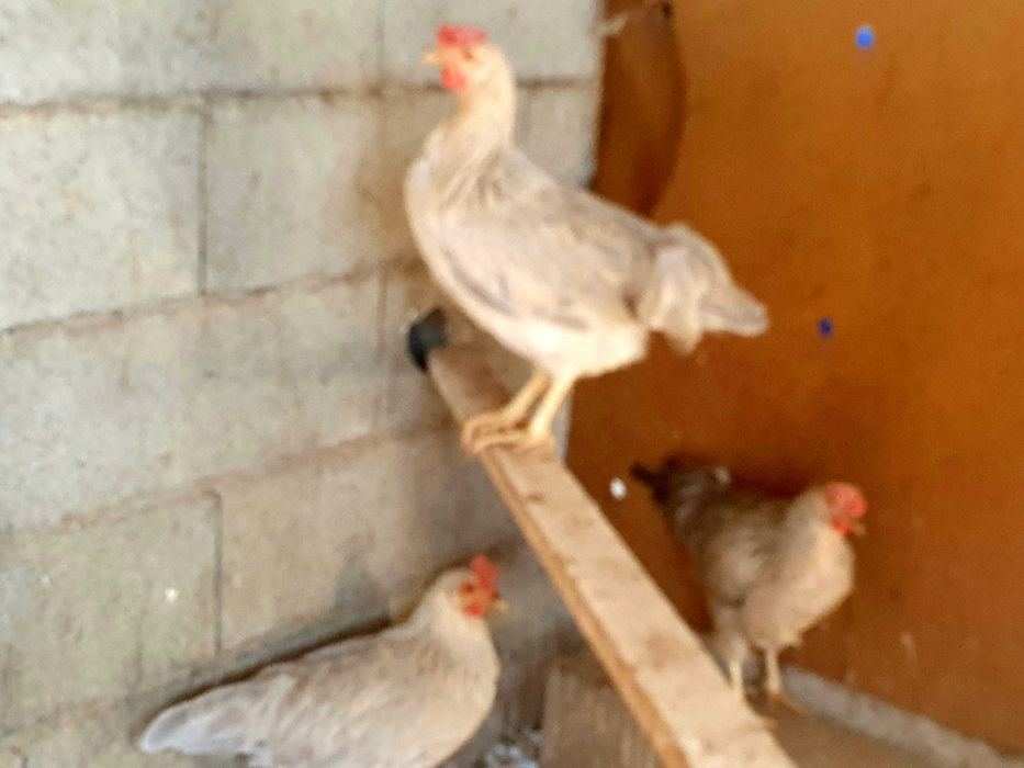 Galinhas leghorn  leghorn  Isabel..