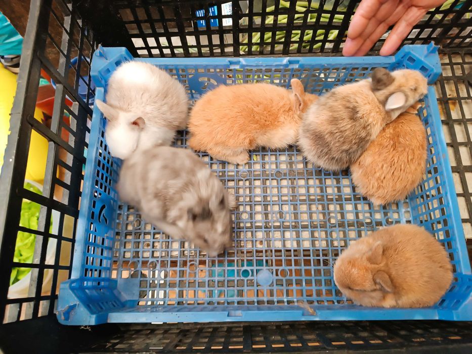 Coelhos anoes cada 30€ se levar 2 fica 50€