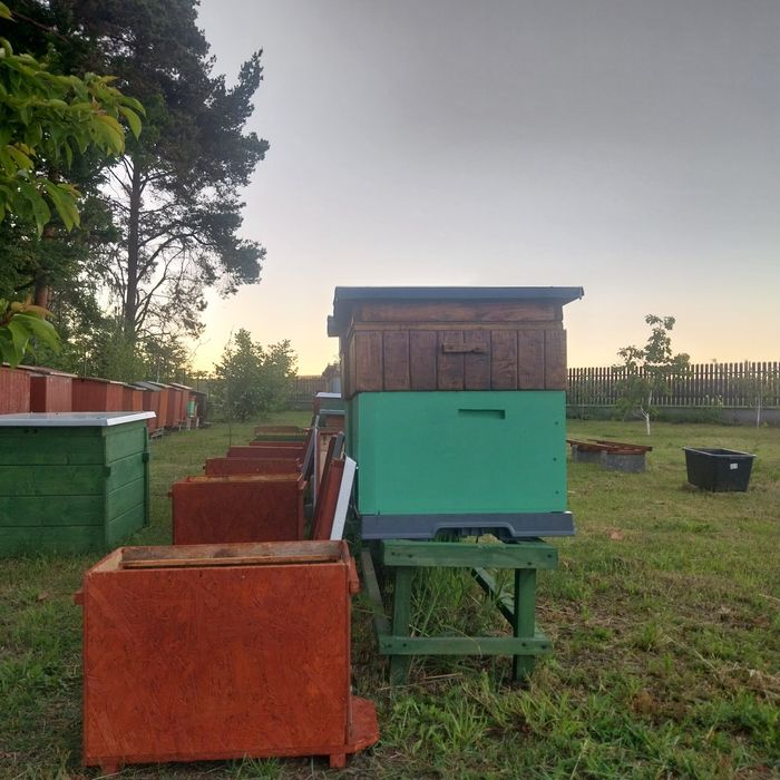 Pszczoły roje pszczele