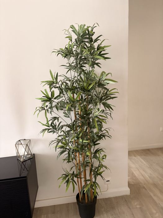 Planta ikea bambu nova