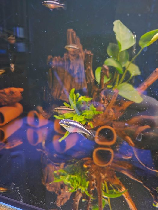 Barwniaki młode rybki