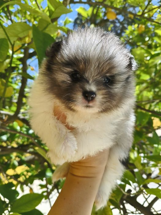 Spitz alemão menino Merle