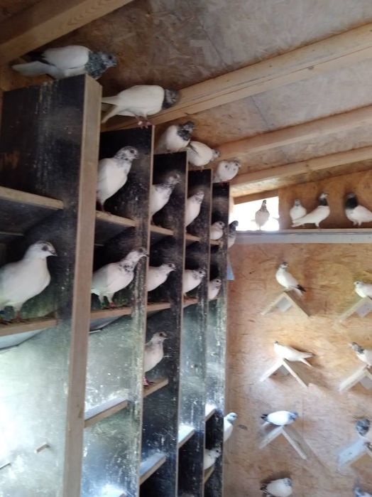 Sprzedam gołębie budapeszty