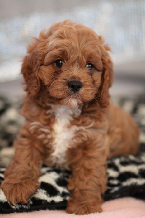 *** Cavapoo śliczny***