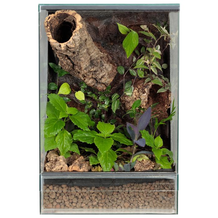 Gekon orzęsiony terrarium paludarium