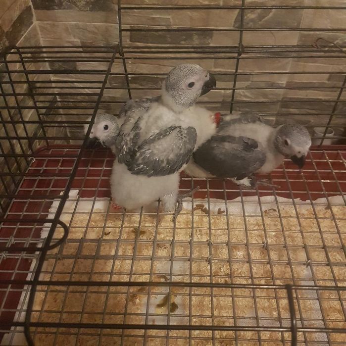 Papagaios cinzento