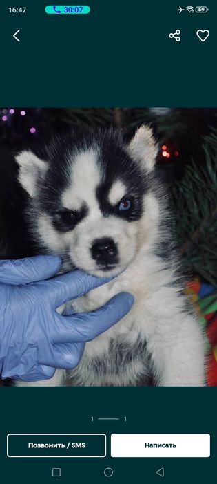 Сибірський хаскі -