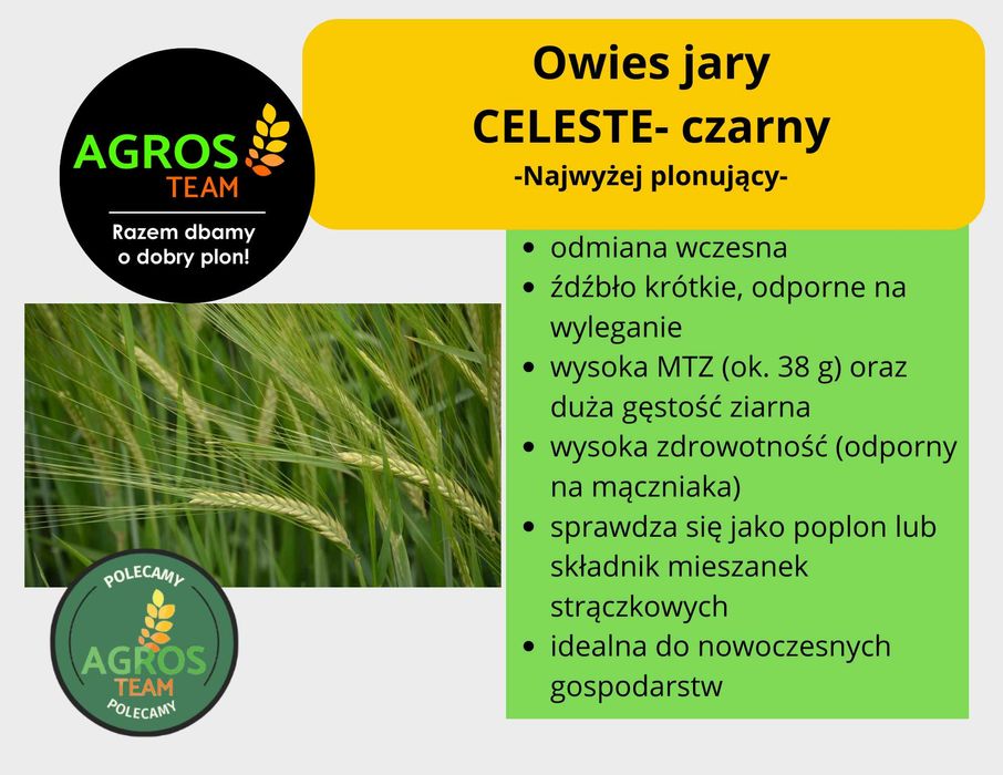 Owies Celeste czarny- kwalifikowany materiał siewny, C1, wysyłka.