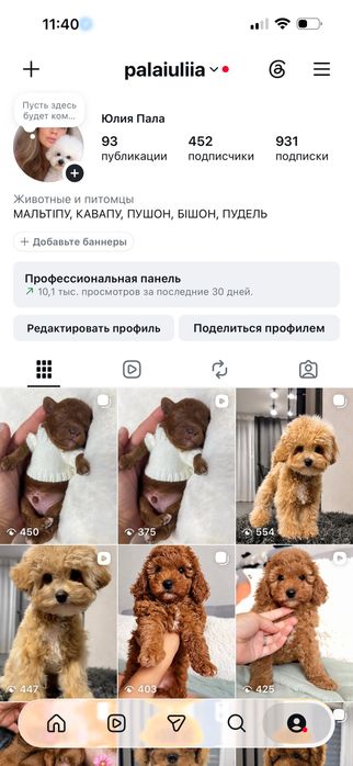 Ляльковий  мальтіпу пушон