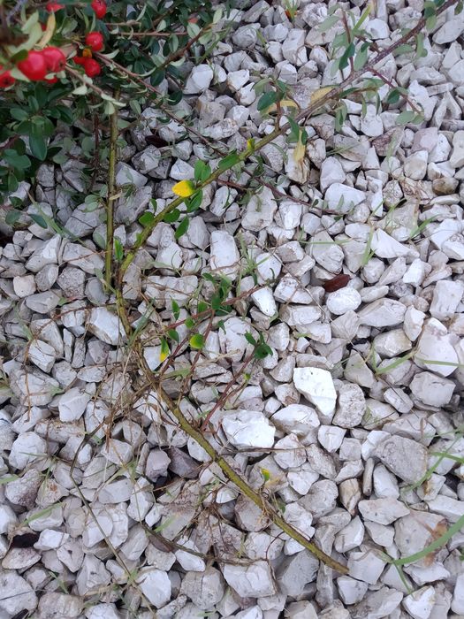 Planta cotoneaster