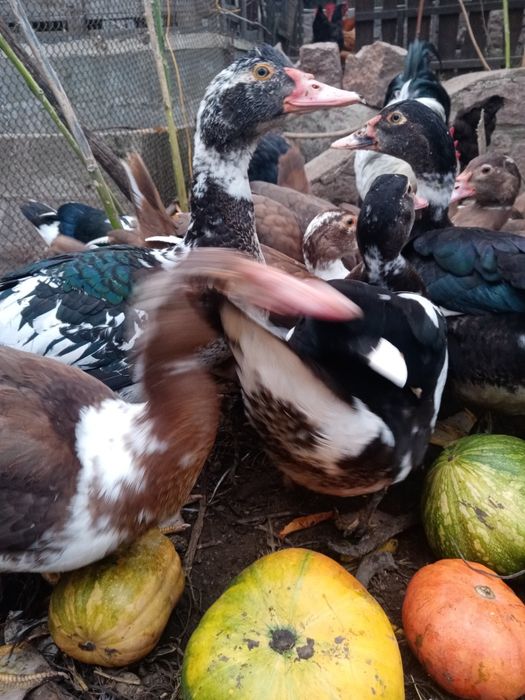 Продам індокачки різного віку