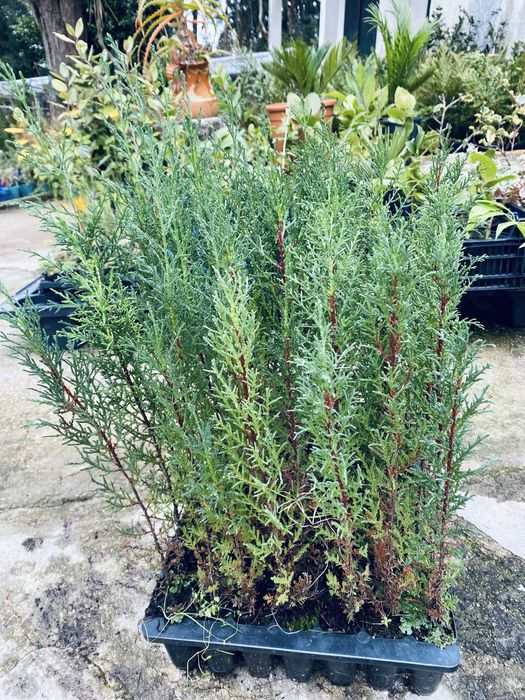 Ciprestes italianos em covete cerca 40cm