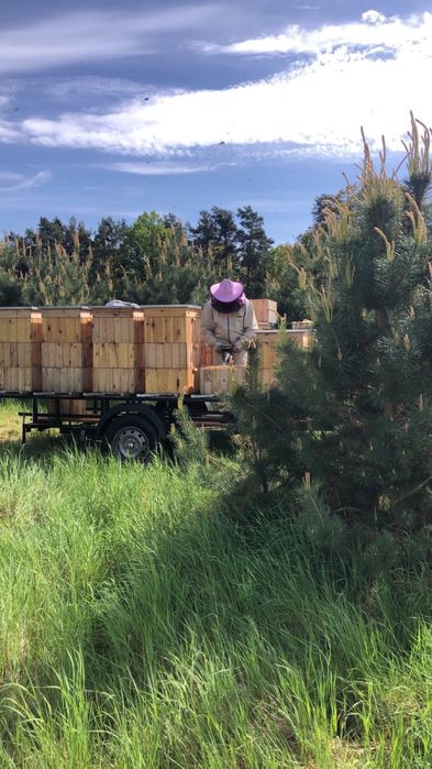 Odkłady pszczele na ramce wielkopolskiej