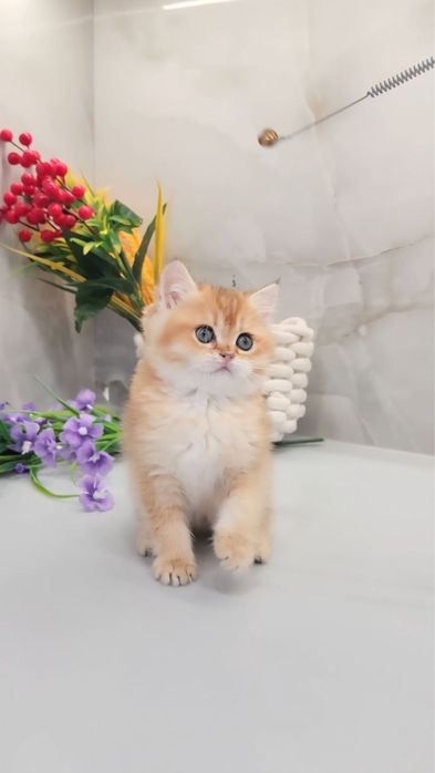 Розкішний малюк золота шиншила