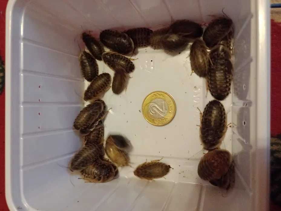 WYSYŁKA Karaczan argentyński dubia żywy pokarm