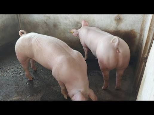 Vendo leitoes Pietra