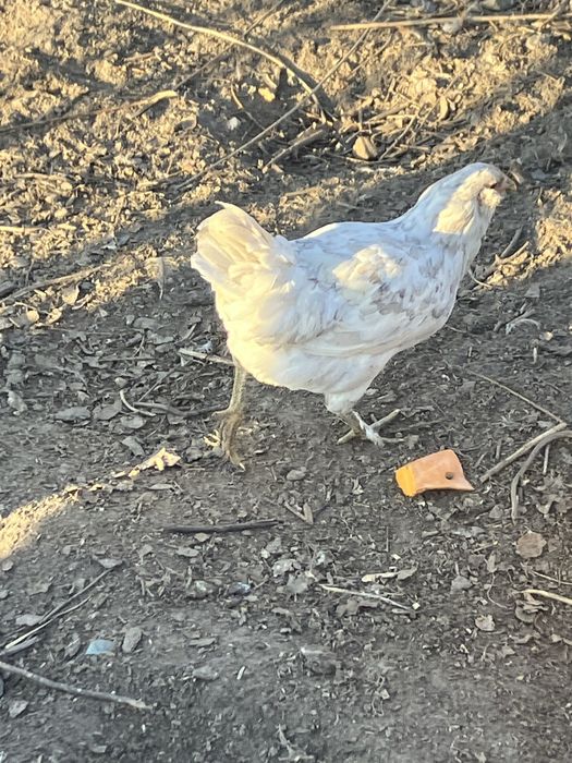 Інк.яйця Амераукана