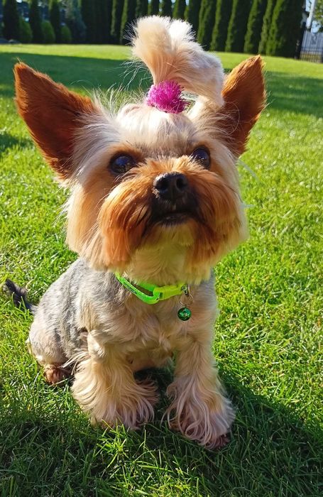 York Yorkshire terrier doświadczony reproduktor