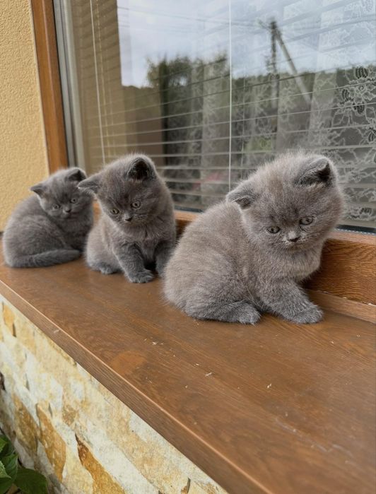 Прямовухі шотландські кошенята