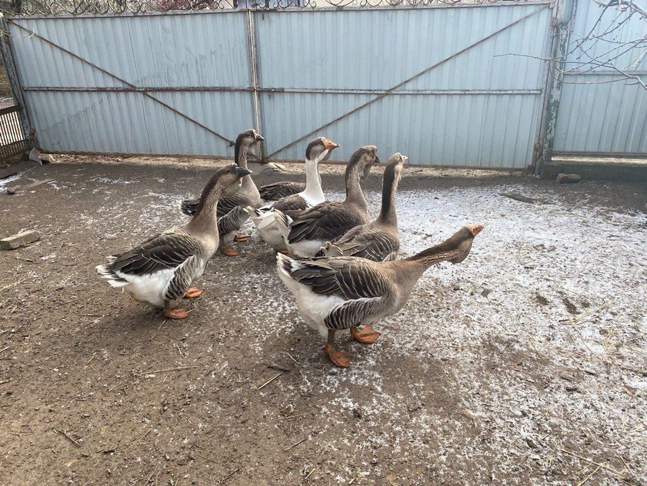 Продам гуси Холмогори