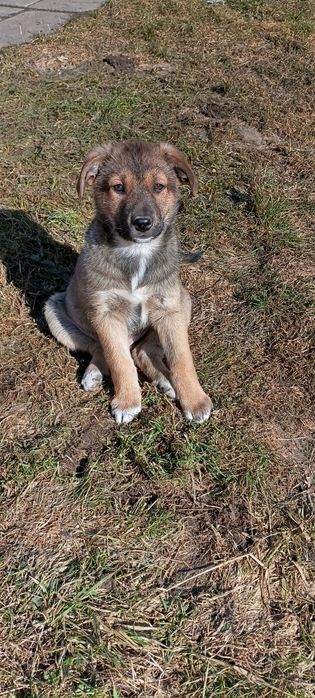 Figiel 2,5 miesięczny szczeniak szuka domu.