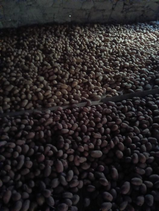Vende se batatas