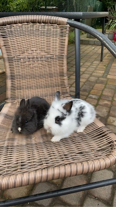 Sprzedam króliki miniaturki