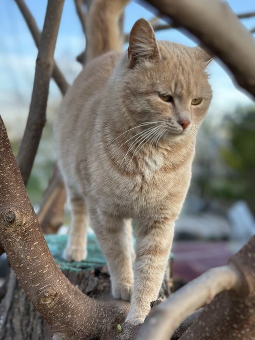Віддам молоду Кішечку в добрі руки. І кота Британця.