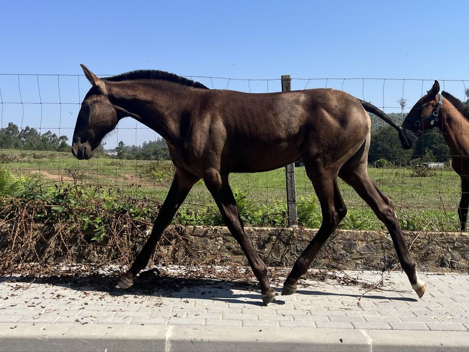 Poldra lusitana baia escura 5 meses