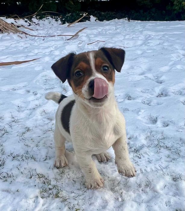 Jack Russell Terrier od # SMARTIE JACKS # piękny zdrowy PIESEK