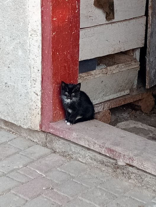 Котик хлопчик пухнастий