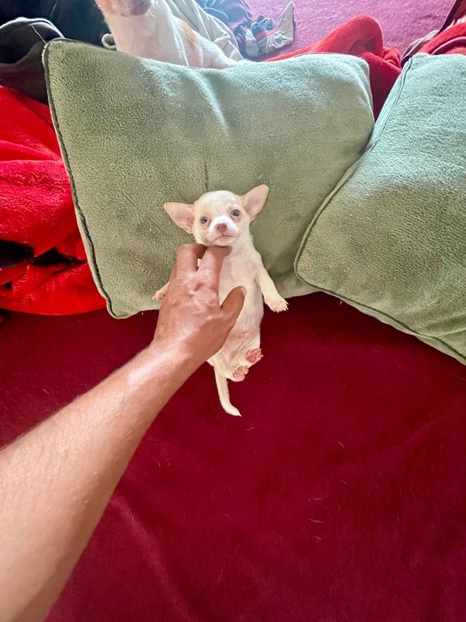 Chihuahua macho de pelo curto