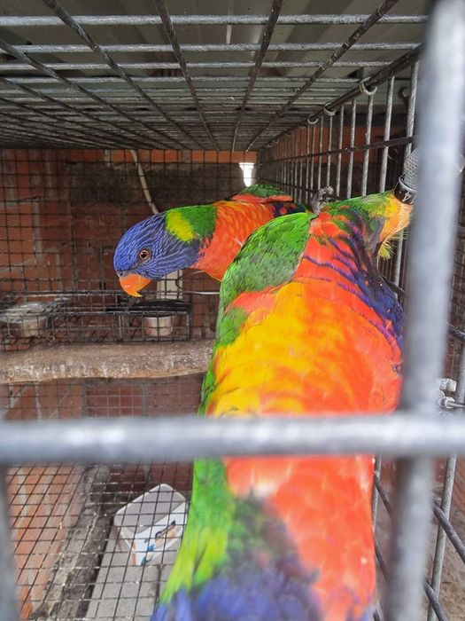 Loris molucanus e aratinga sol