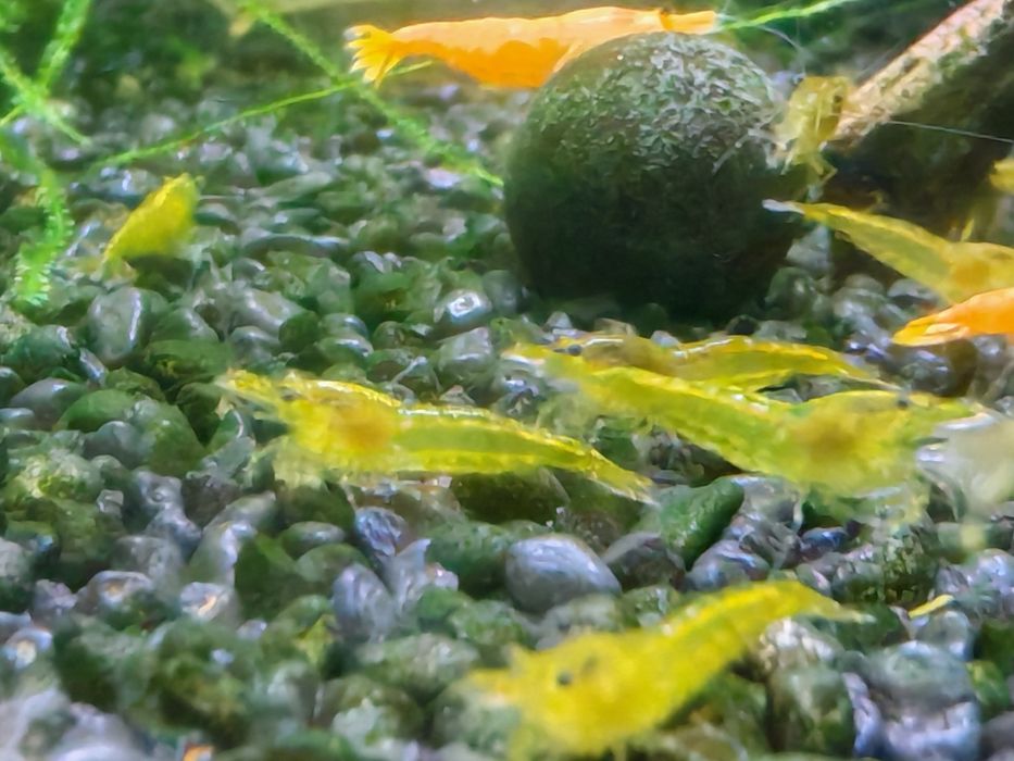 Krewetki neocardina yelow