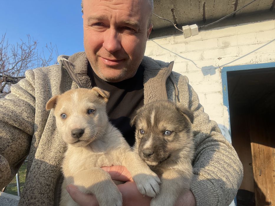 Щенята мама хаскі