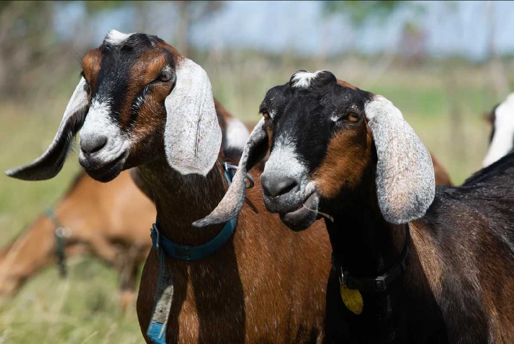 Козье молоко, брынза нубийских, альпийских коз