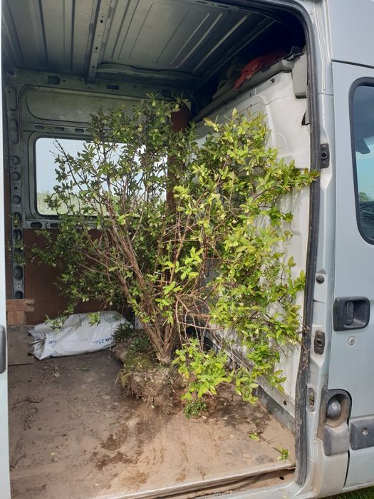 Jagoda kamczacka - krzewy / sadzonki