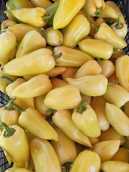 Продам перець Айвенго , Вікторія оптом білий ,червоний