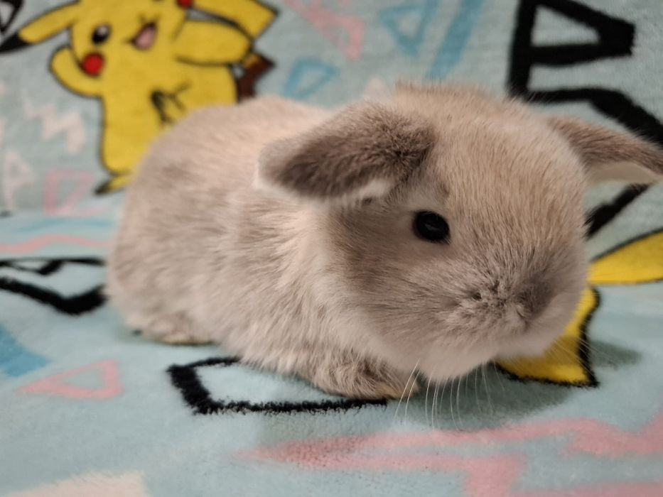 Króliczek mini lop karzełek baranek teddy  miniaturka rex lewki