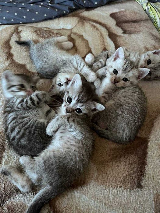 Котята метисы ищут новый дом