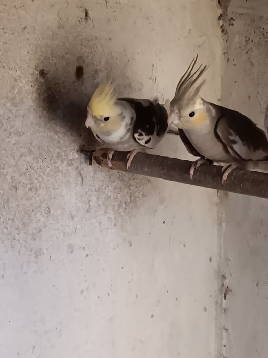 Casal de caturras (reservadas)