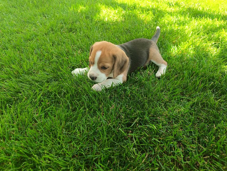 Beagle hodowlany- ostatnie