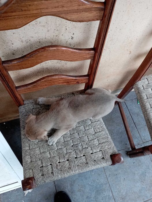 Cães filhotes para adoção