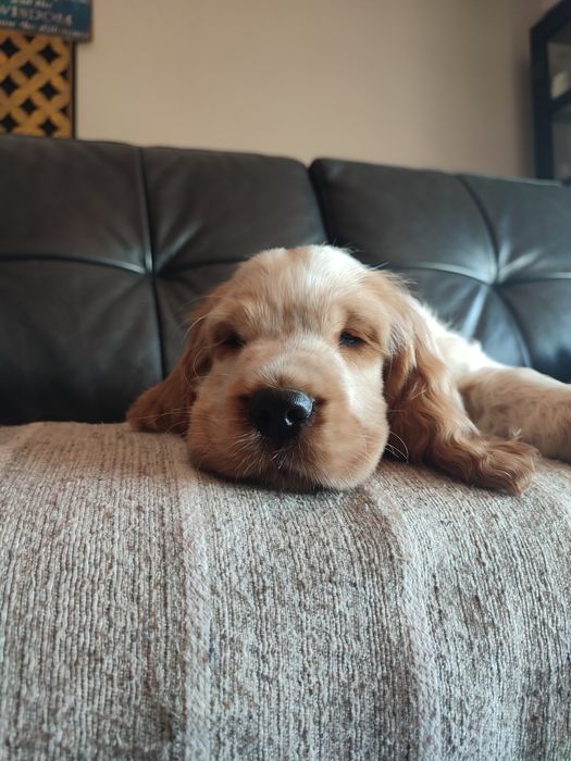Cocker spaniel inglês