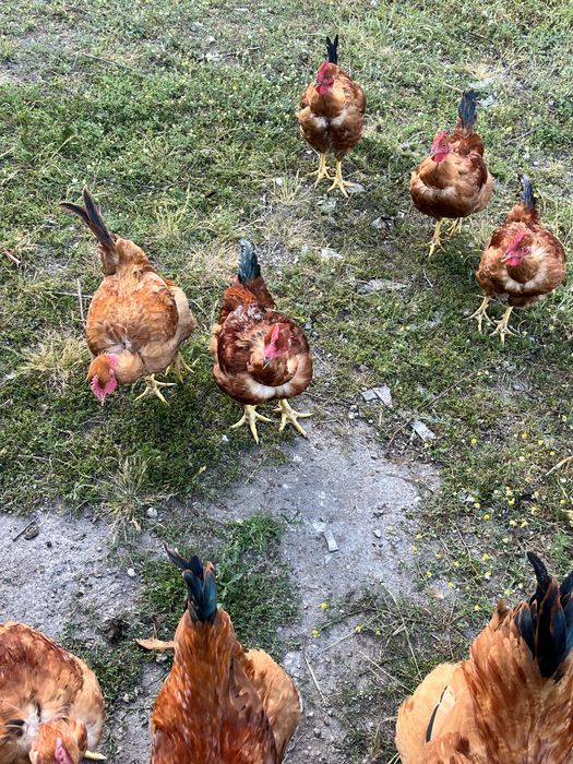 Vendo frangos do campo